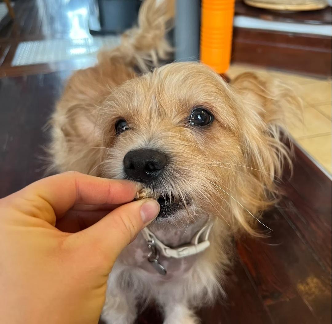 Enlarge M. Patate, an adopted Mixed Breed in Montréal, QC image 2/3