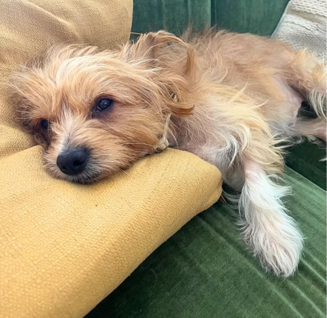 M. Patate, adopted, Adult Male Mixed Breed.