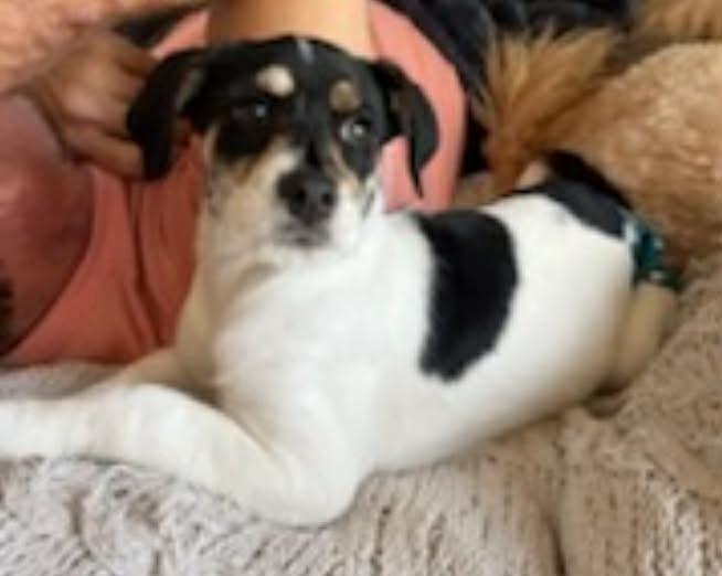 Enlarge Lilo, a Adopted mixed breed in Panama City, FL image 1/1