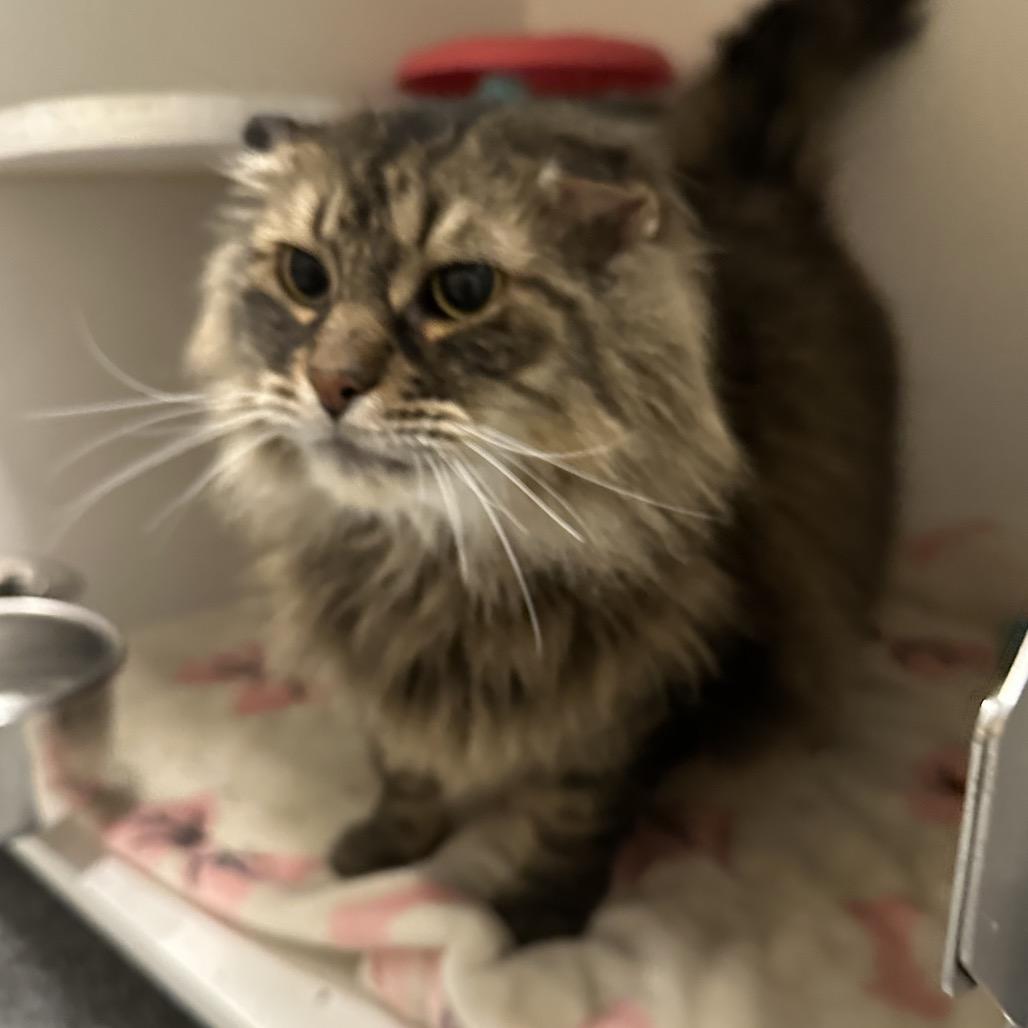 Tiger, Adoptable, Senior Male Domestic Long Hair.