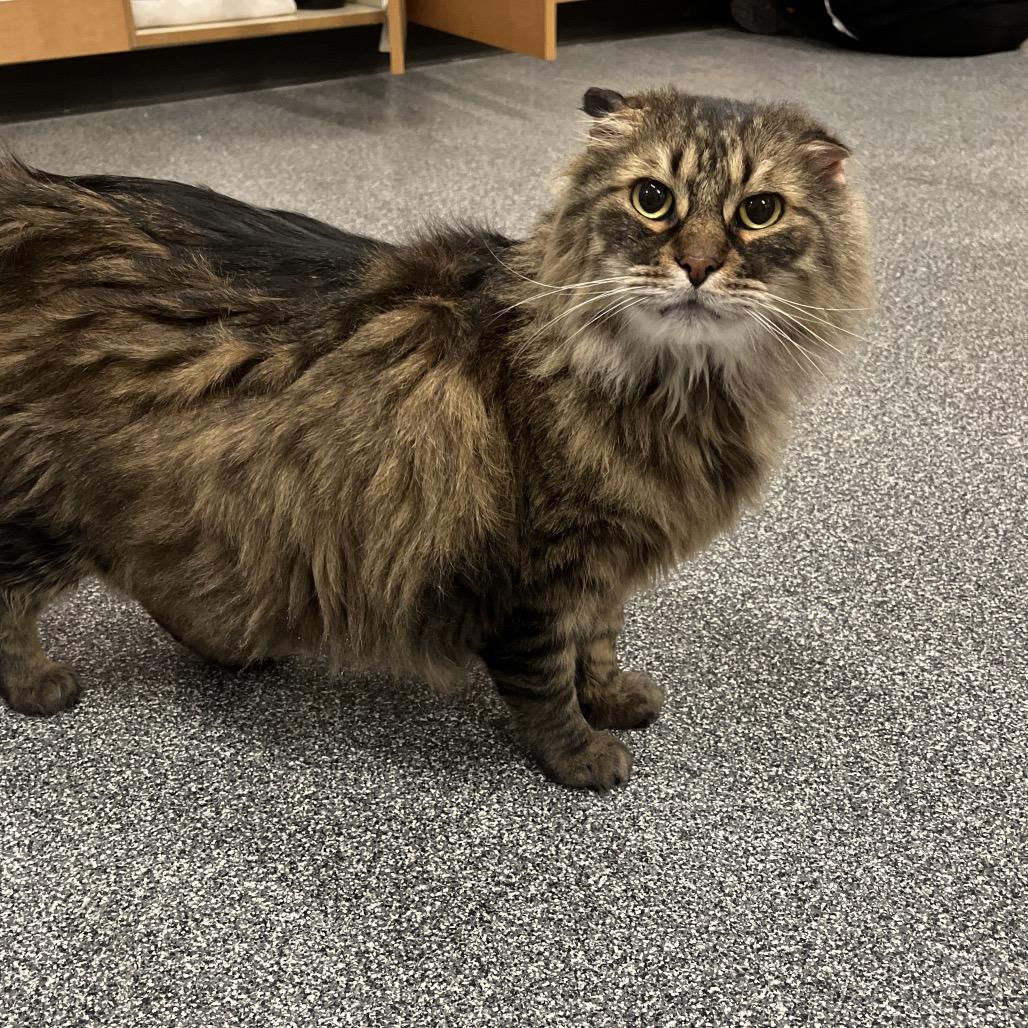 Tiger, a Adoptable Domestic Long Hair in Hinsdale, IL image 2/3