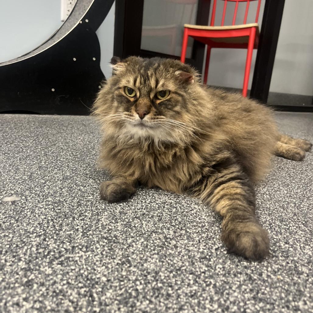 Tiger, a Adoptable Domestic Long Hair in Hinsdale, IL image 3/3