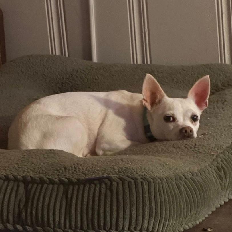 Hope, Adoptable, Young Female Chihuahua.