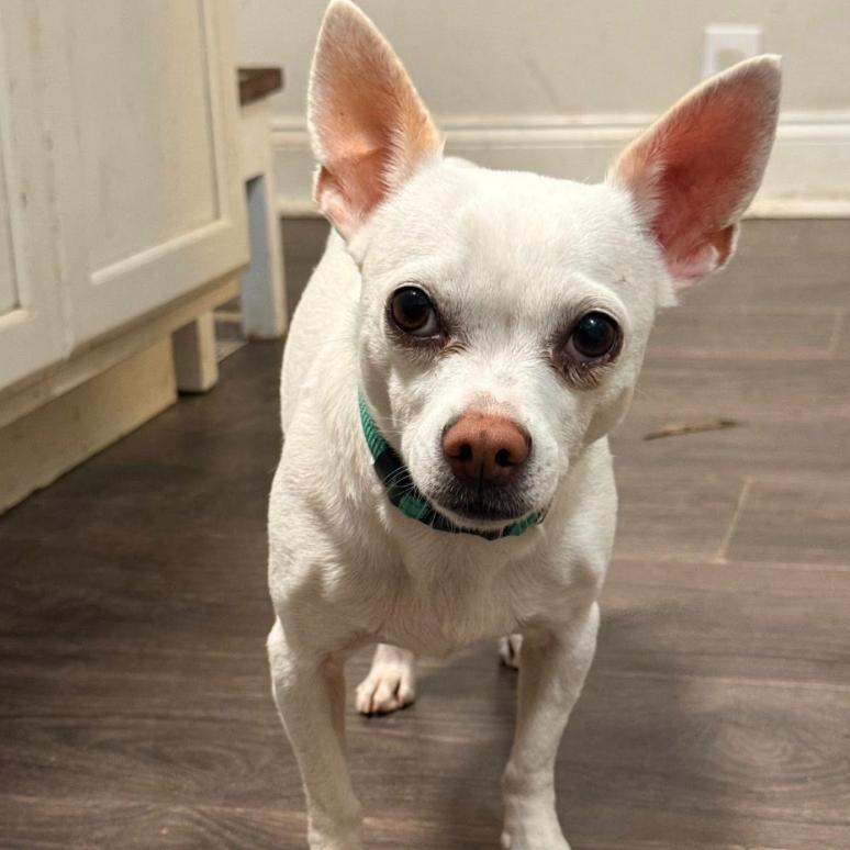 Enlarge Hope, a Adoptable Chihuahua in Baton Rouge, LA image 2/3