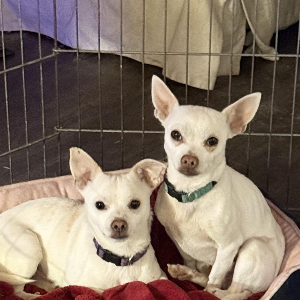 Enlarge Hope, a Adoptable Chihuahua in Baton Rouge, LA image 3/3