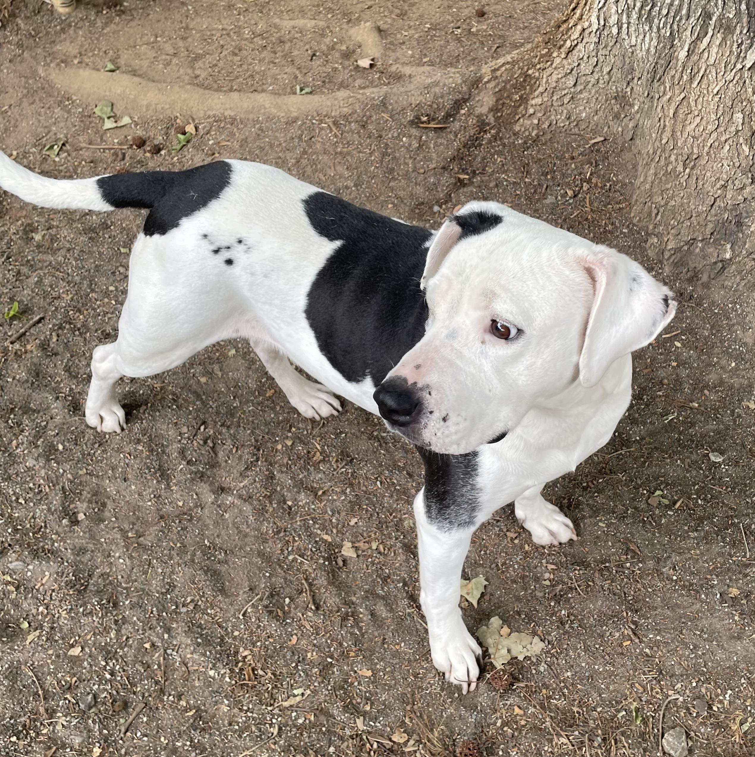 Enlarge Dina, a ADOPTABLE mixed breed in Heathsville, VA image 3/6