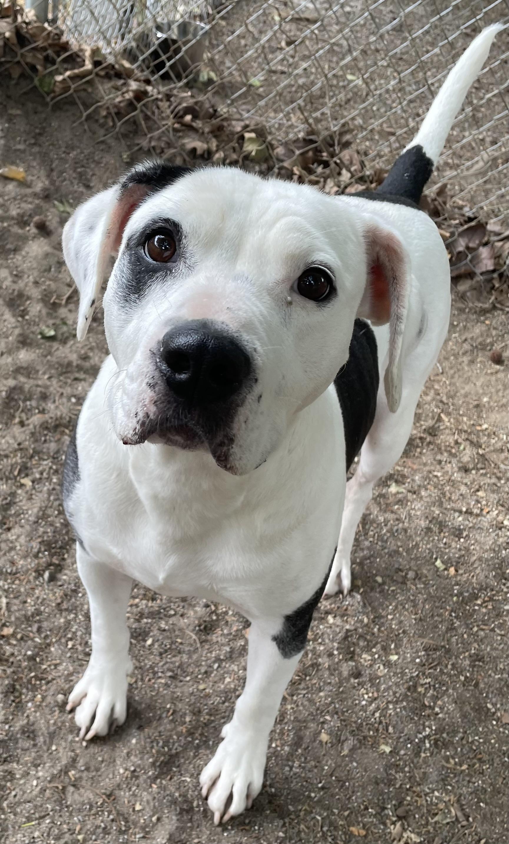 Enlarge Dina, a ADOPTABLE mixed breed in Heathsville, VA image 5/6