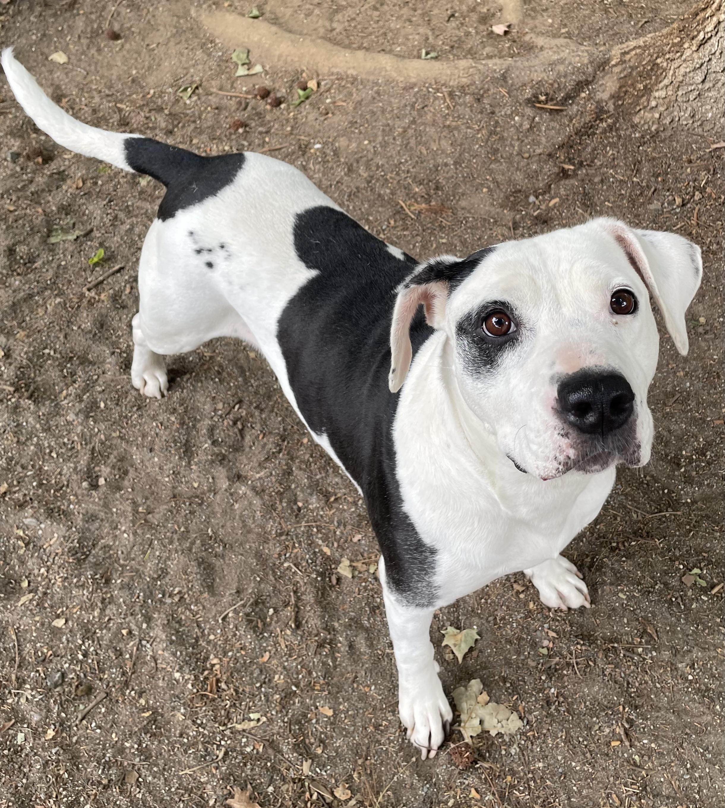 Enlarge Dina, a ADOPTABLE mixed breed in Heathsville, VA image 2/6
