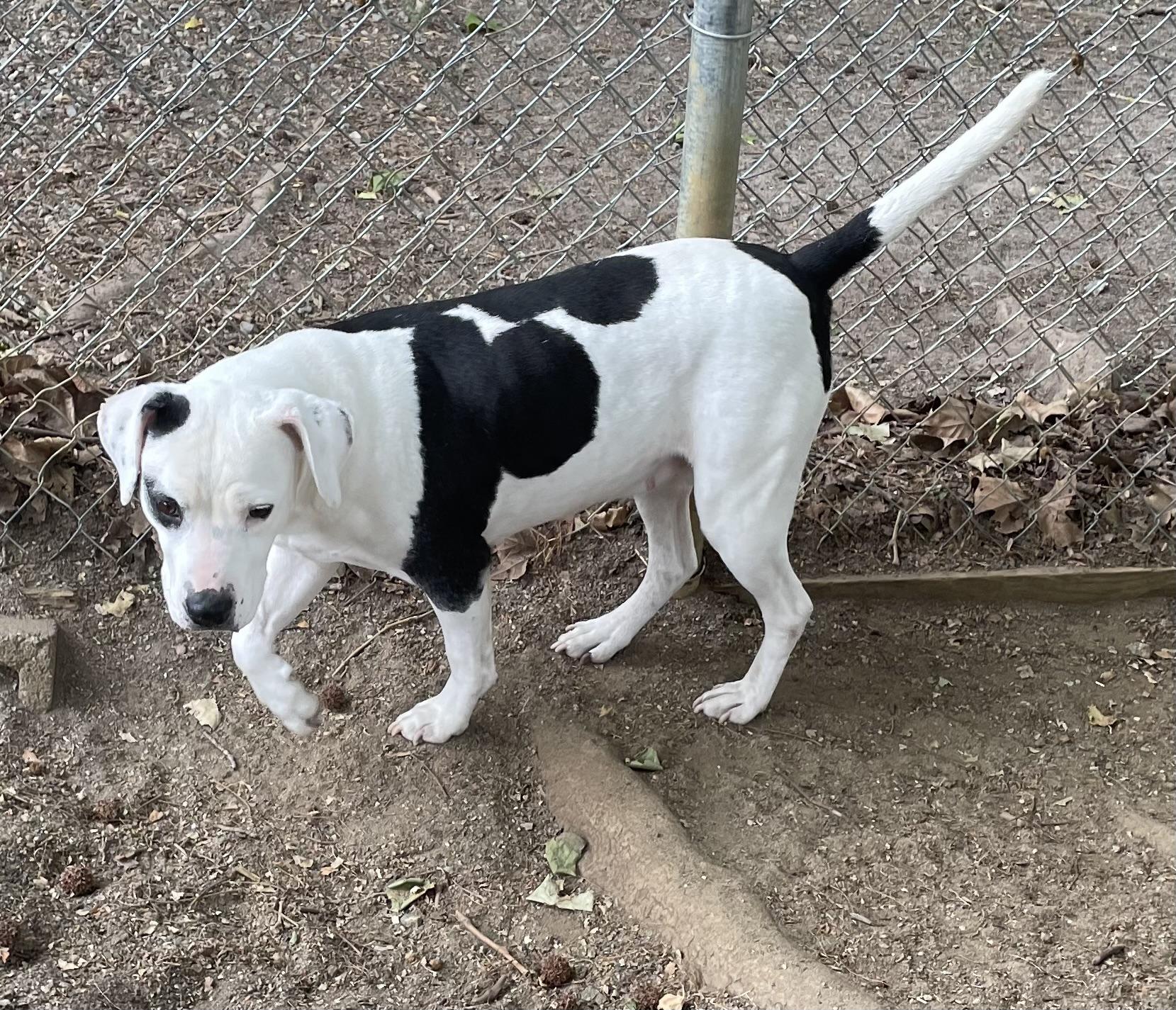 Enlarge Dina, a ADOPTABLE mixed breed in Heathsville, VA image 6/6