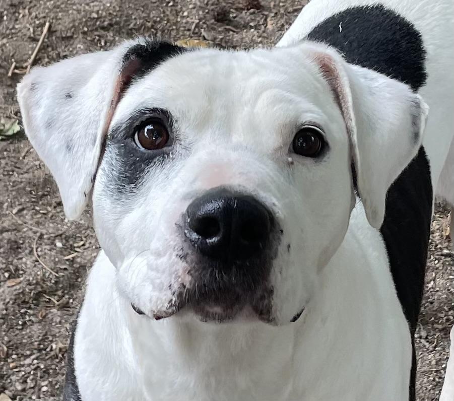 Enlarge Dina, a ADOPTABLE mixed breed in Heathsville, VA image 1/6