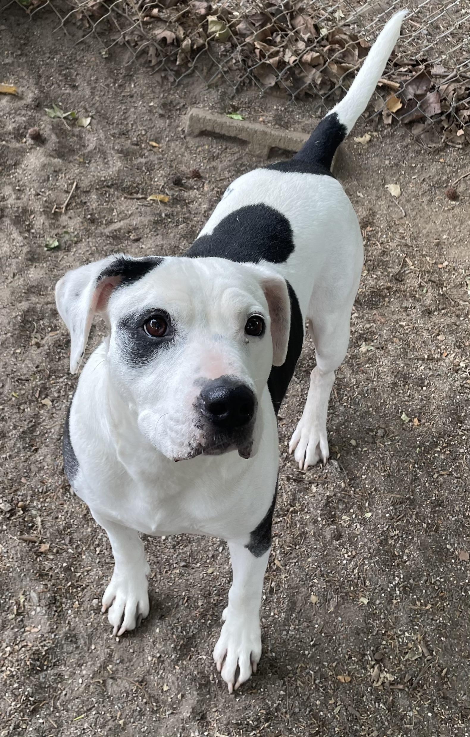 Enlarge Dina, a ADOPTABLE mixed breed in Heathsville, VA image 4/6