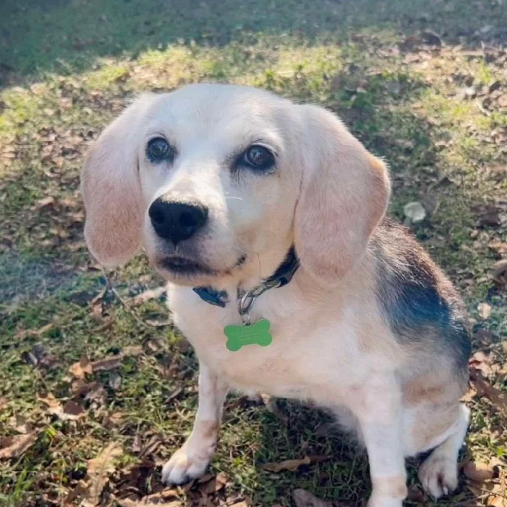 Betty, Adoptable, Senior Female Beagle.