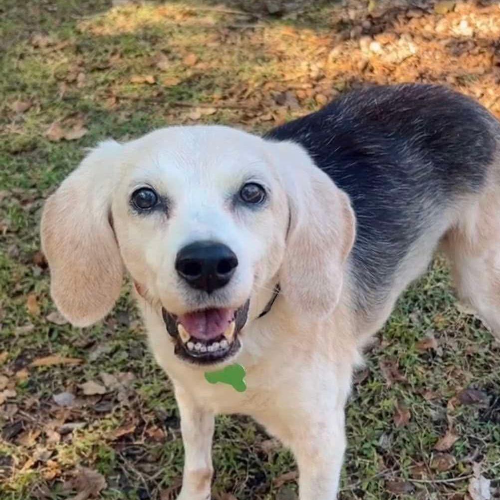 Betty, a Adoptable Beagle in Jacksonville, FL image 2/3