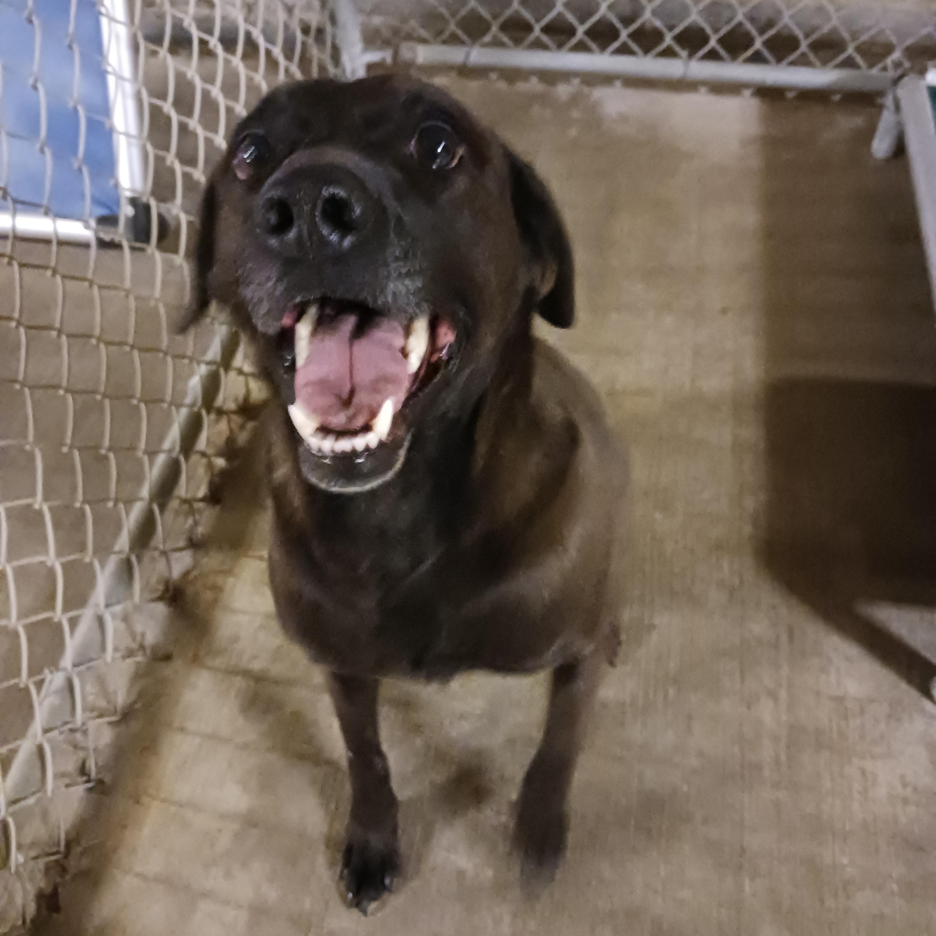 Kip, an adoptable mixed breed in Saint Marys, WV image 2/4