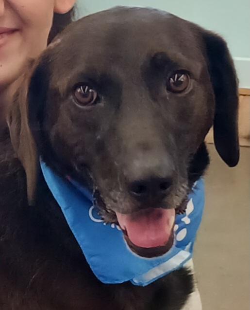 Kip, adoptable, Adult Male Labrador Retriever.