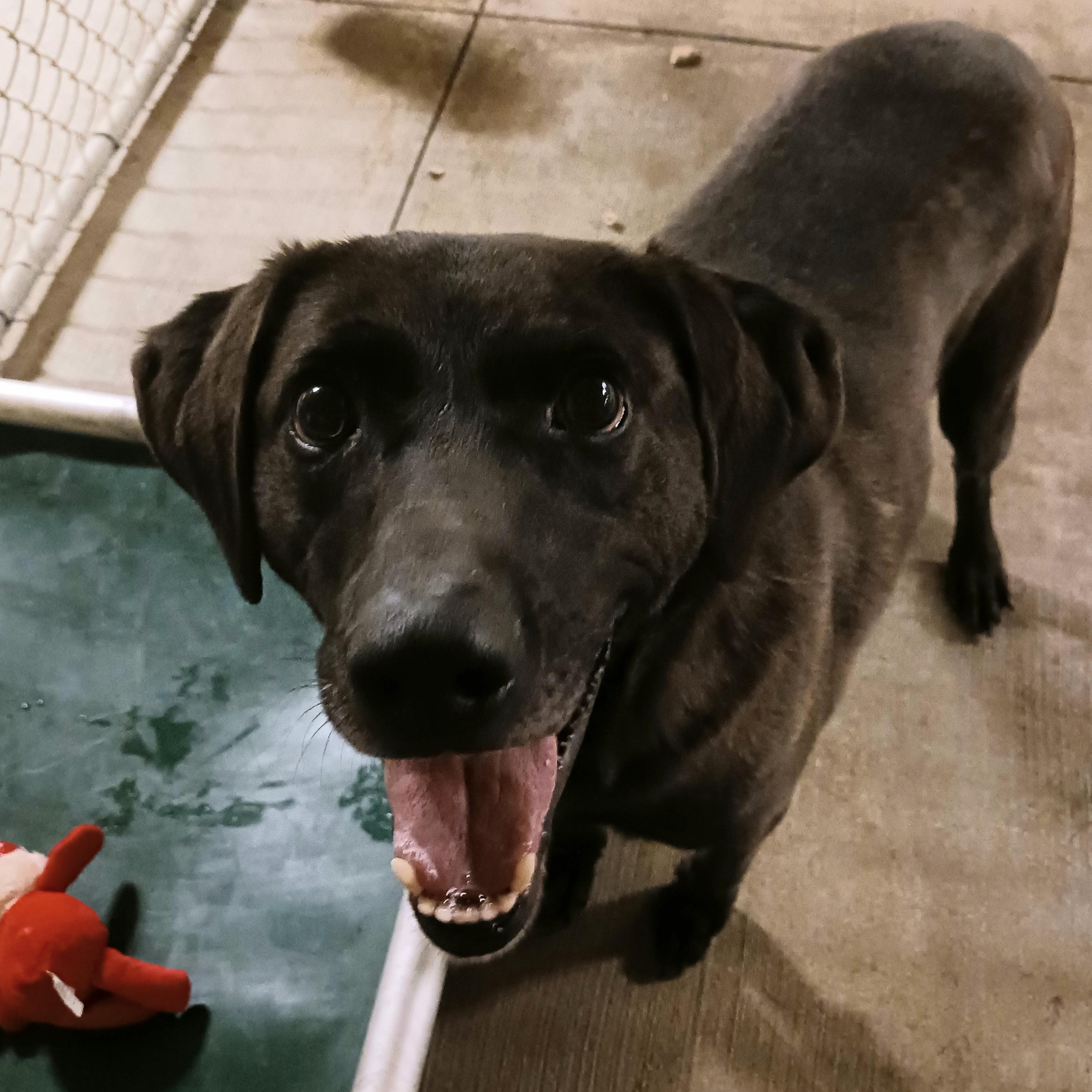 Kip, an adoptable mixed breed in Saint Marys, WV image 3/4