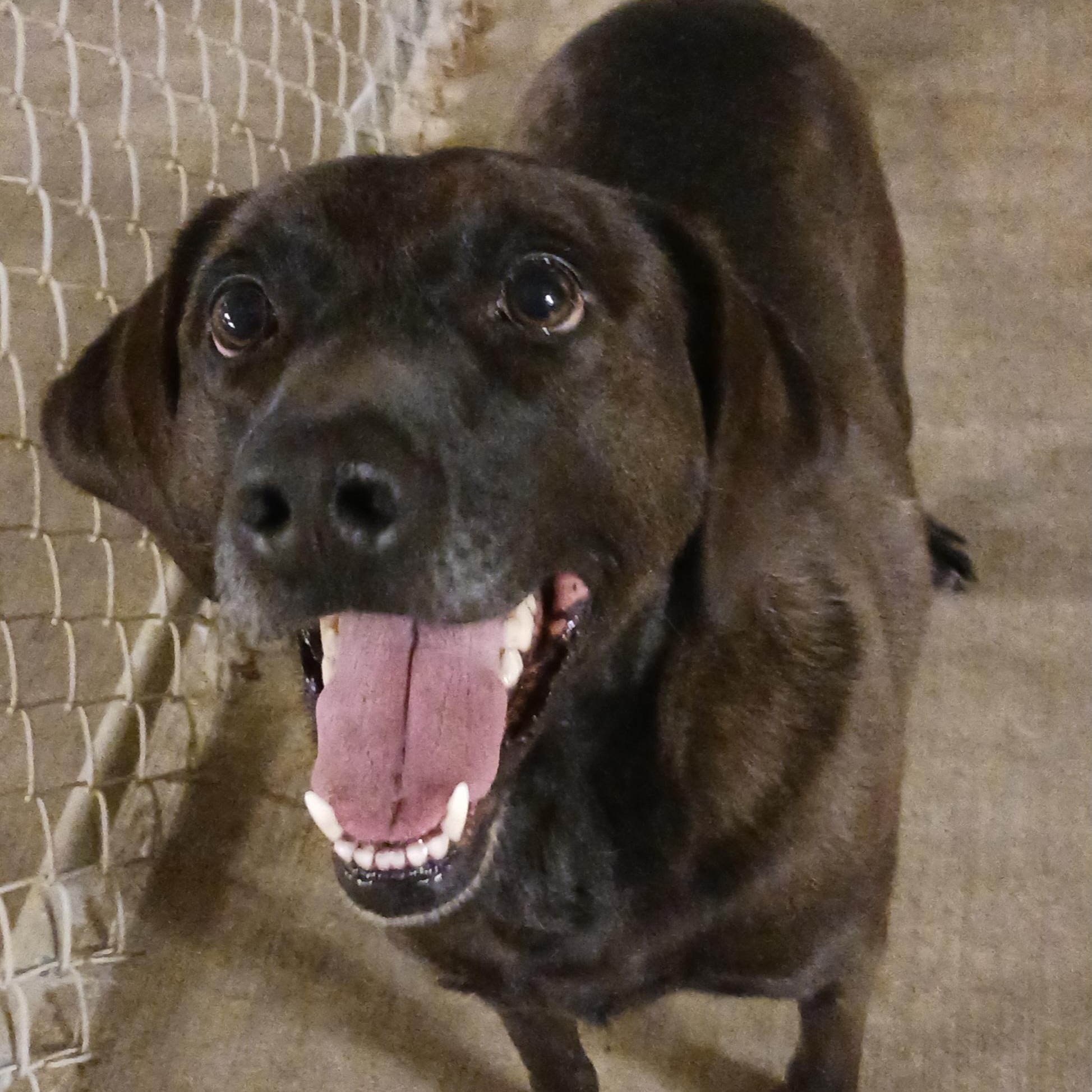 Kip, adoptable, Adult Male Labrador Retriever.