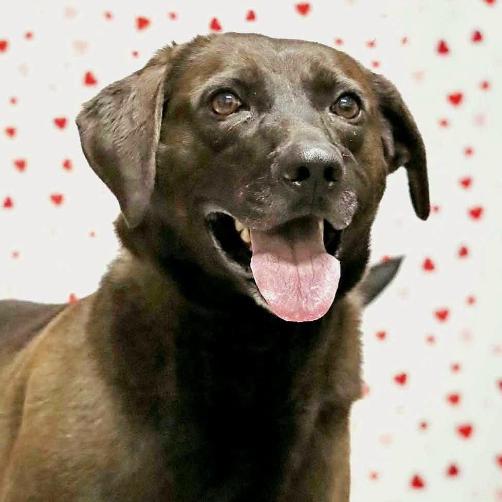 Kip, adoptable, Adult Male Labrador Retriever.