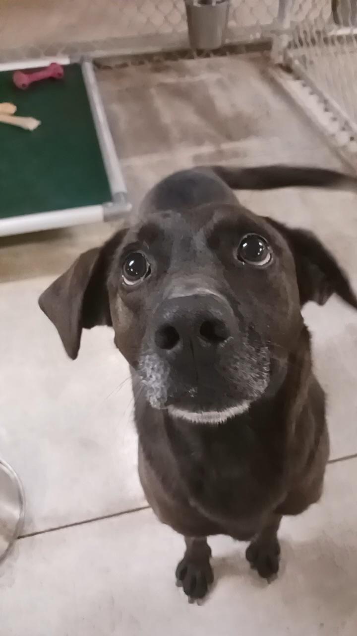 Enlarge Kip, an adoptable mixed breed in Saint Marys, WV image 5/6