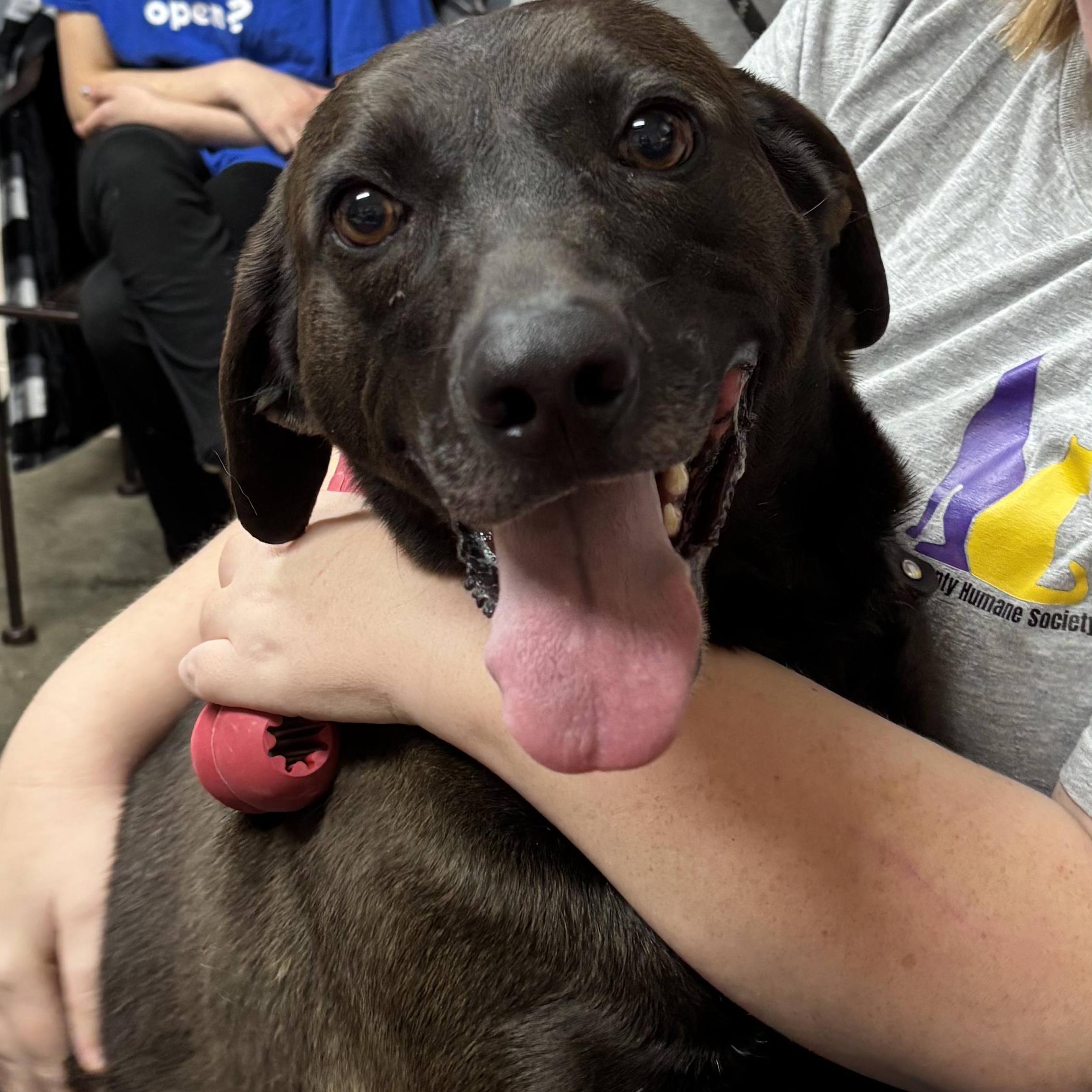 Enlarge Kip, an adoptable mixed breed in Saint Marys, WV image 2/5