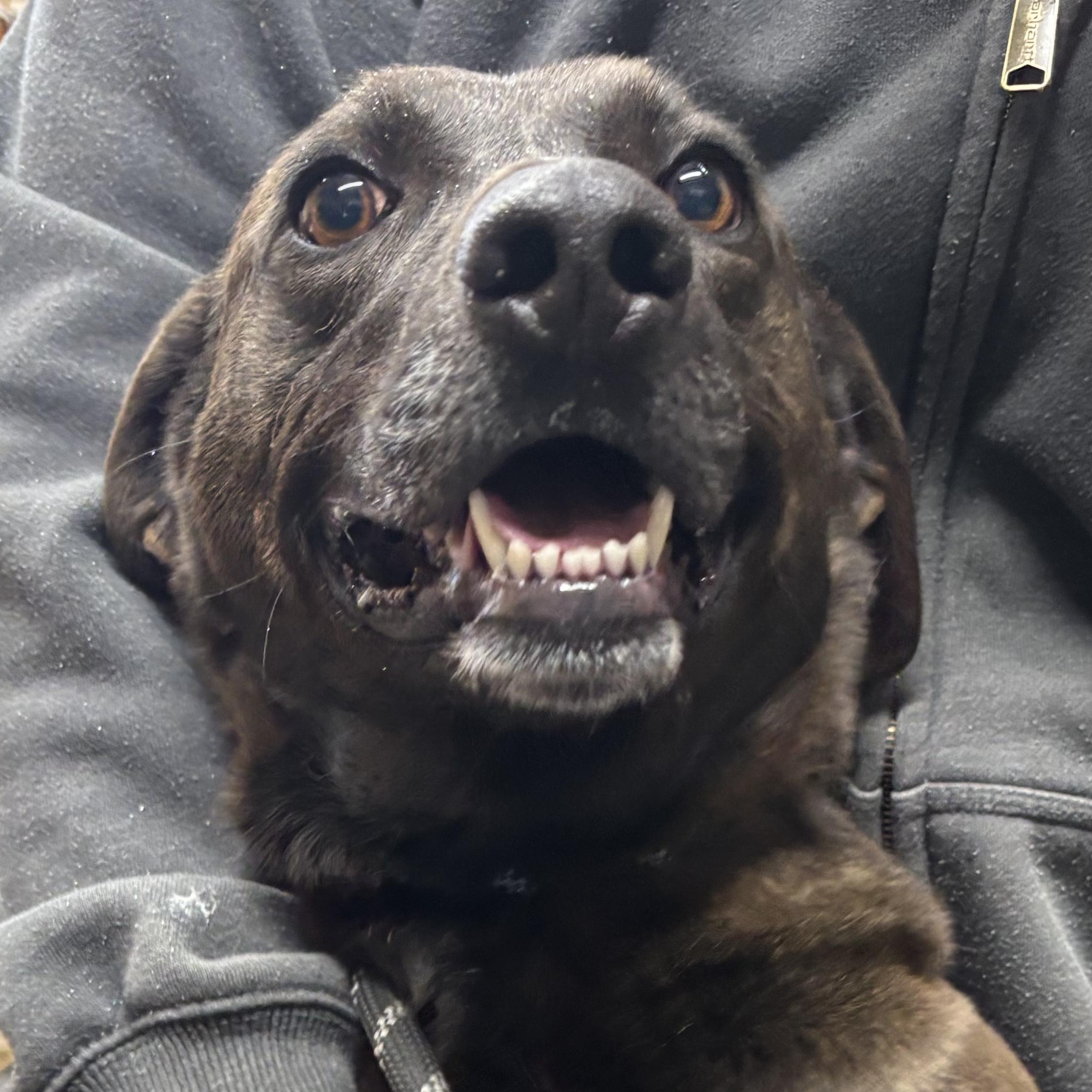 Kip, adoptable, Adult Male Labrador Retriever.