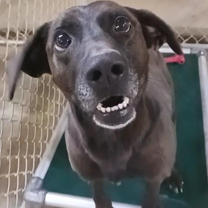Enlarge Kip, an adoptable mixed breed in Saint Marys, WV image 6/6