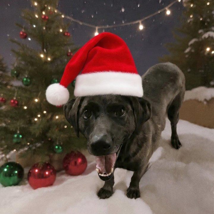 Kip, an adoptable mixed breed in Saint Marys, WV image 1/4