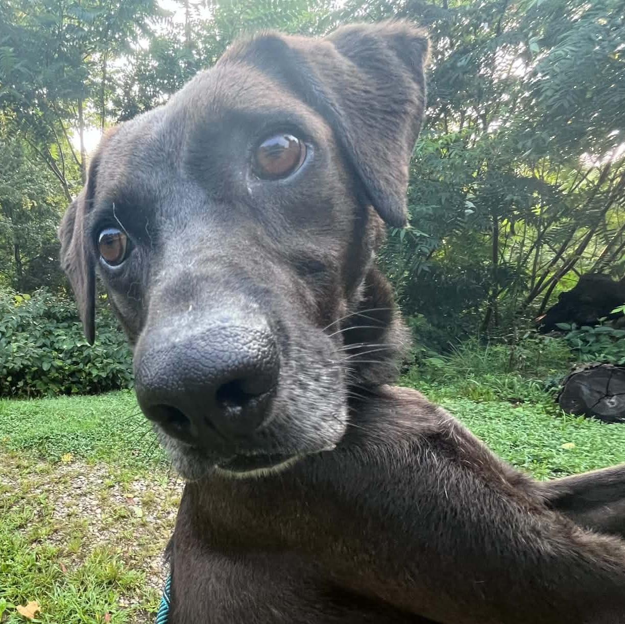 Kip, adoptable, Adult Male Labrador Retriever.