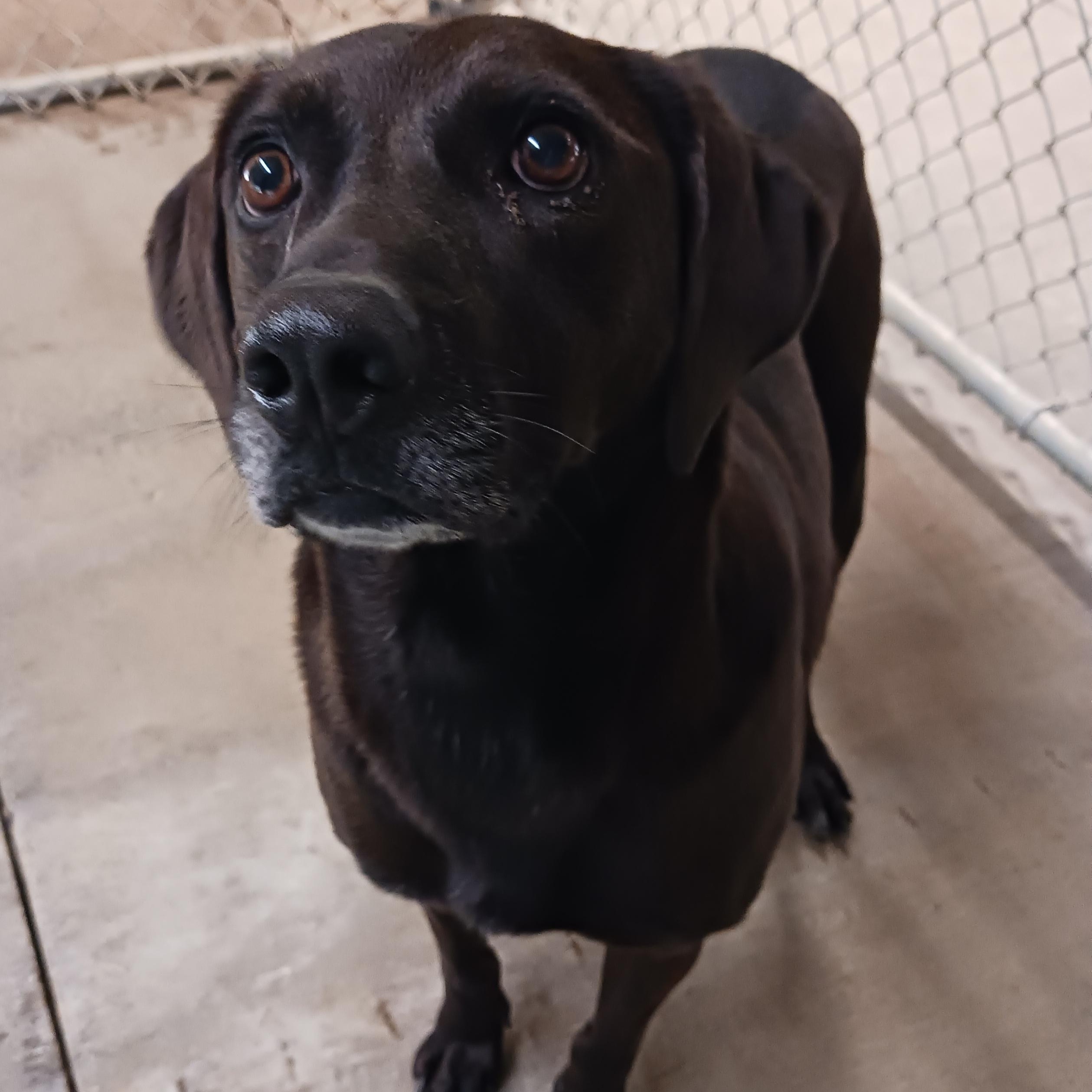 Enlarge Kip, an adoptable mixed breed in Saint Marys, WV image 2/6