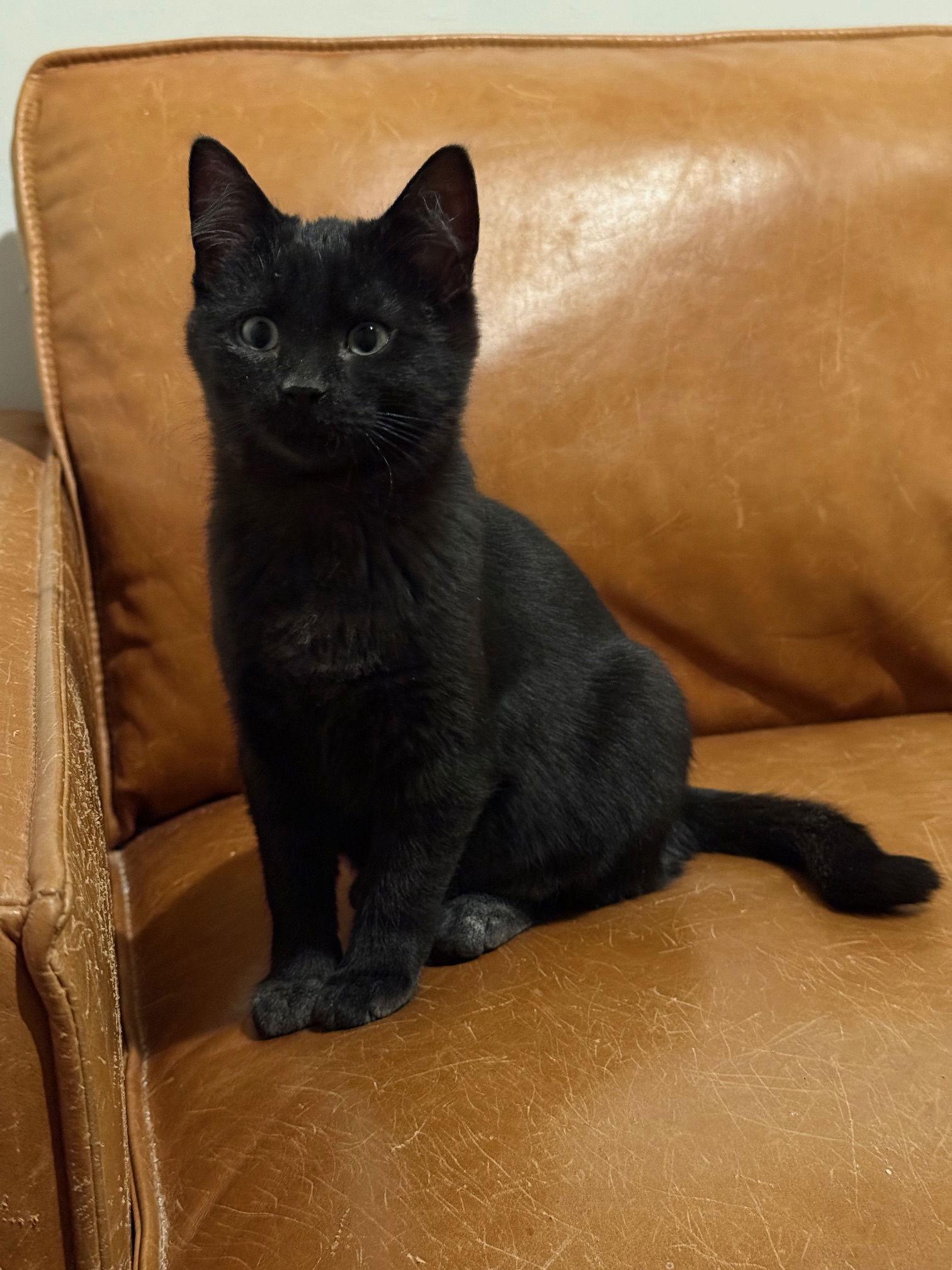 Dynamite, Adoptable, Young Female Domestic Short Hair.