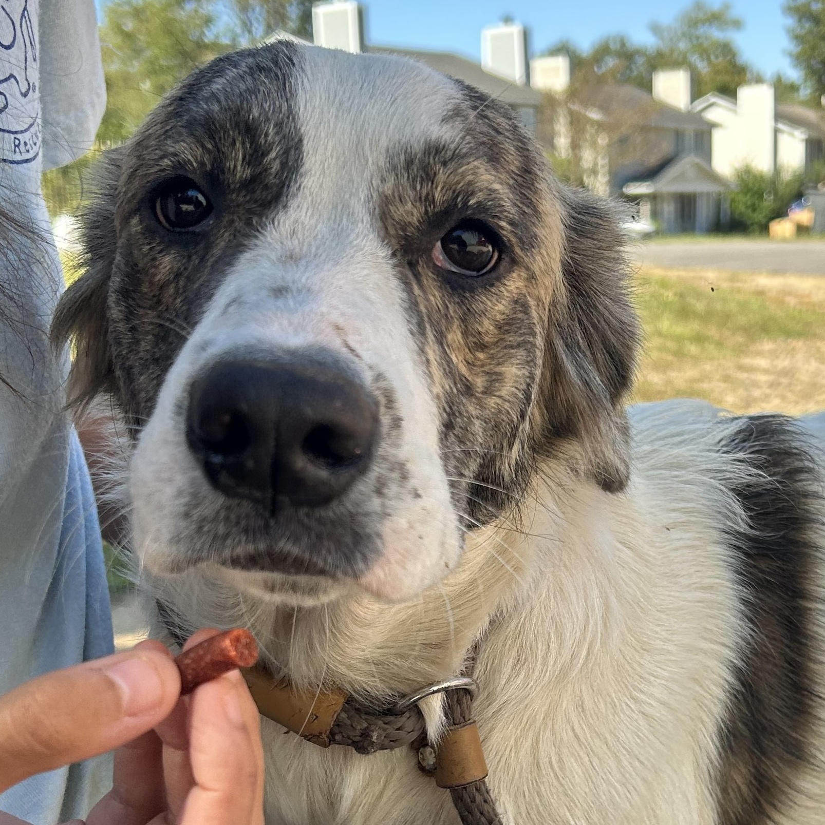 Dog for adoption Minnie Mouse, a Hound Mix in Howell, NJ Petfinder