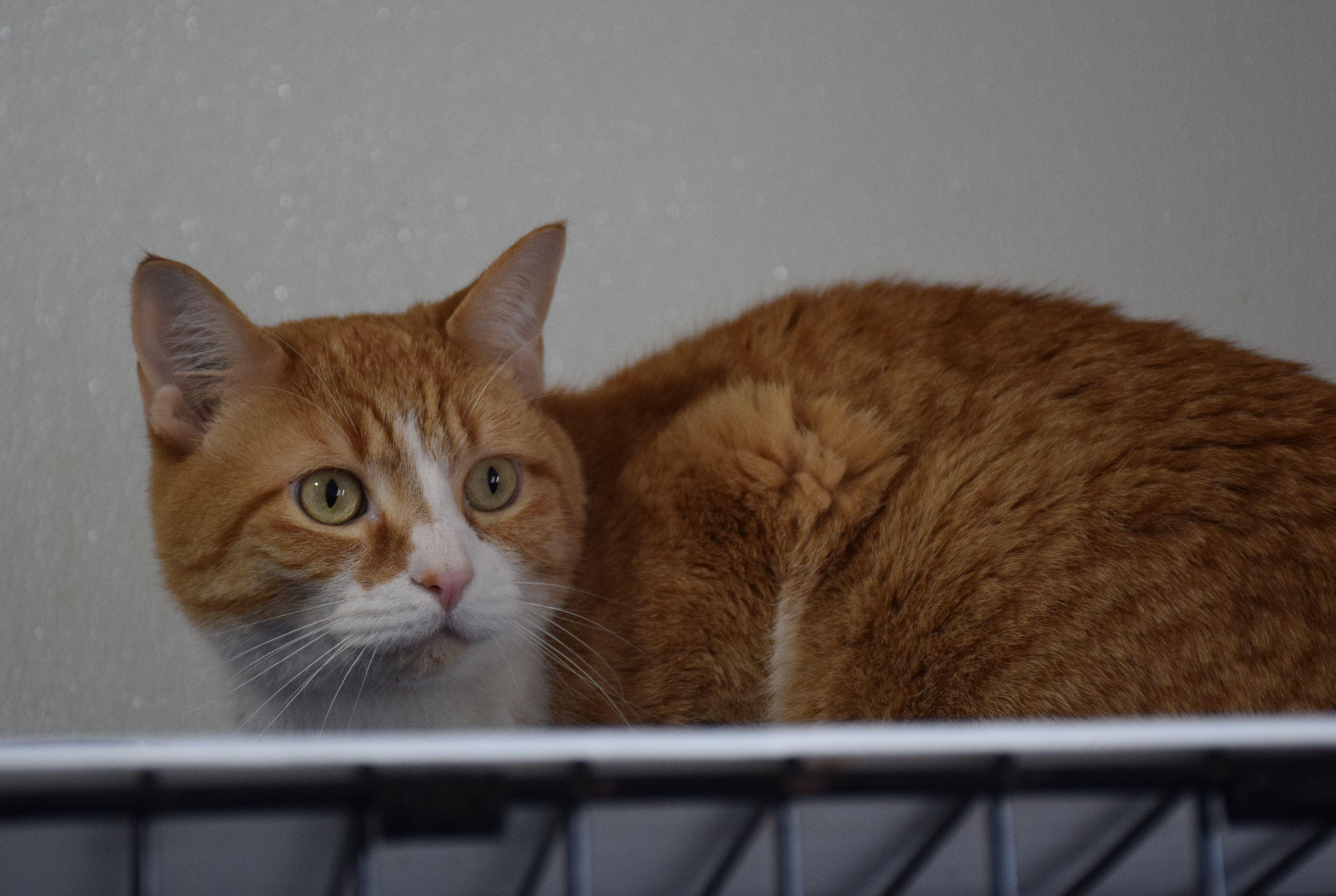 Jojo, adopted, Adult Male Tabby.