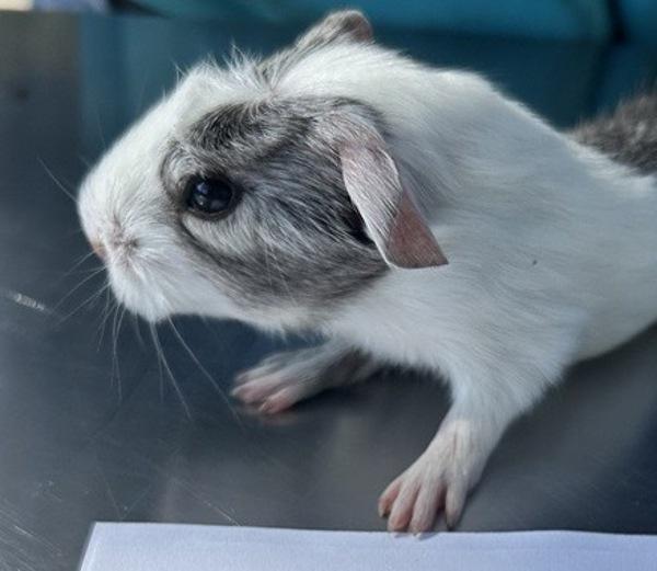 Enlarge Greybeard, a Adoptable mixed breed in Escondido, CA image 1/1