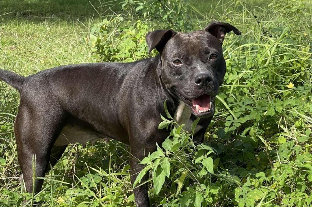 Enlarge Gremlin, a Adoptable Pit Bull Terrier in Sebastian, FL image 2/6
