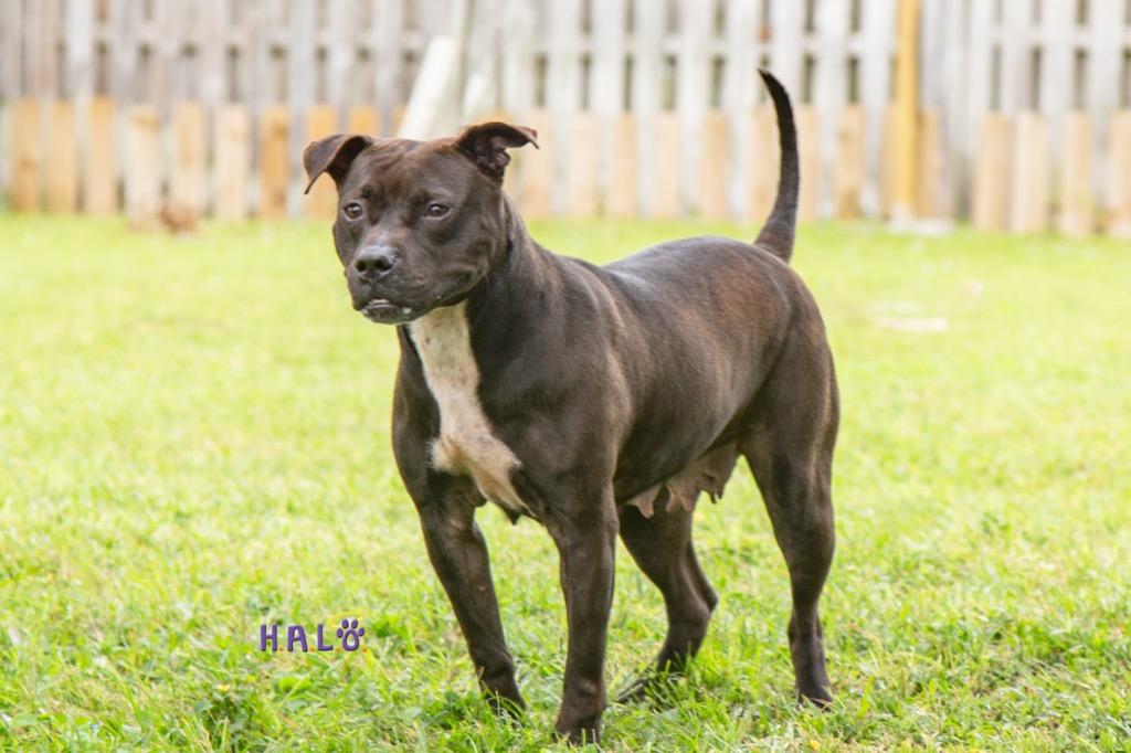 Enlarge Gremlin, a Adoptable Pit Bull Terrier in Sebastian, FL image 2/6