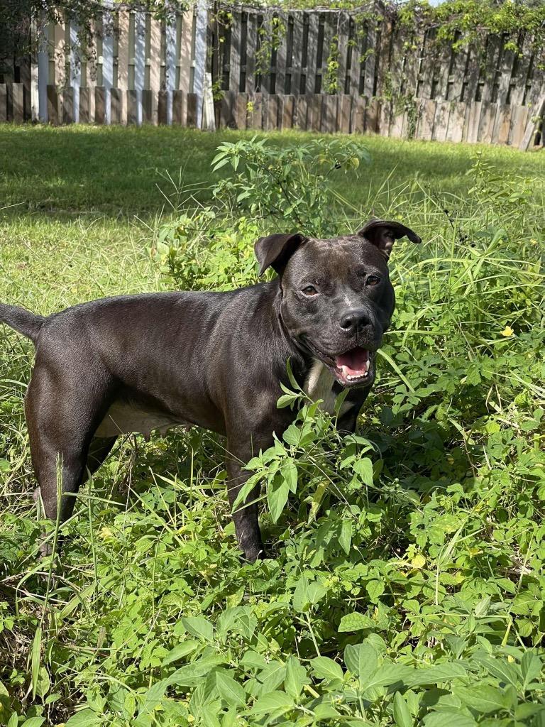 Enlarge Gremlin, a Adoptable Pit Bull Terrier in Sebastian, FL image 6/6