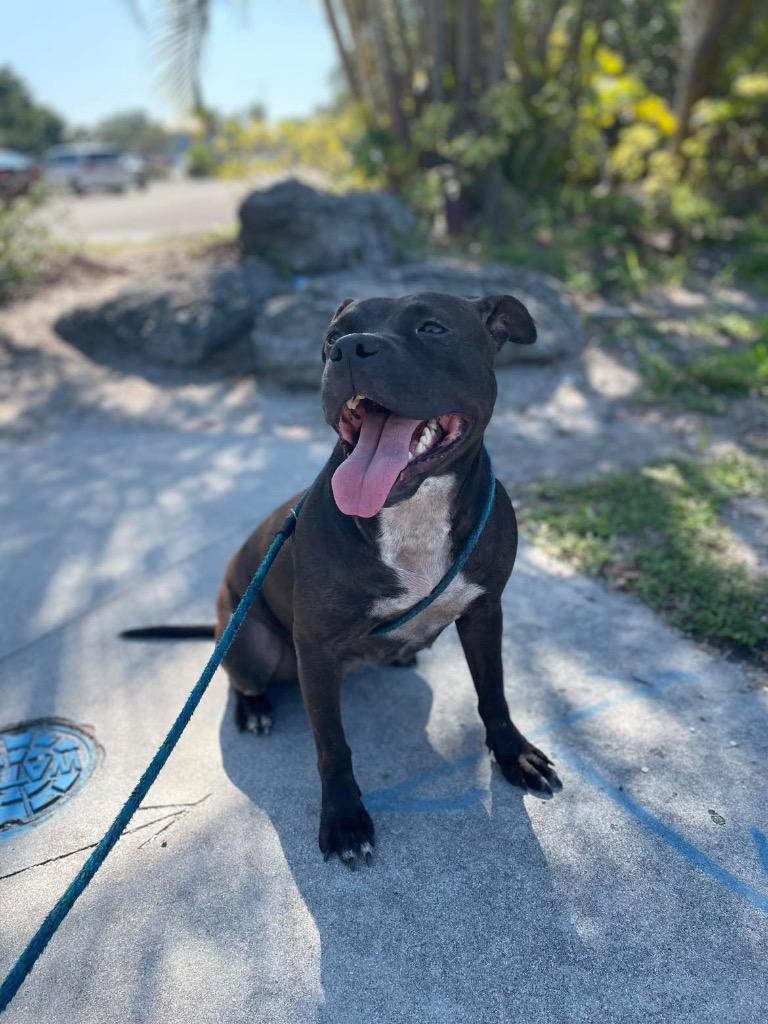 Gremlin, a Adoptable Pit Bull Terrier in Sebastian, FL image 6/6