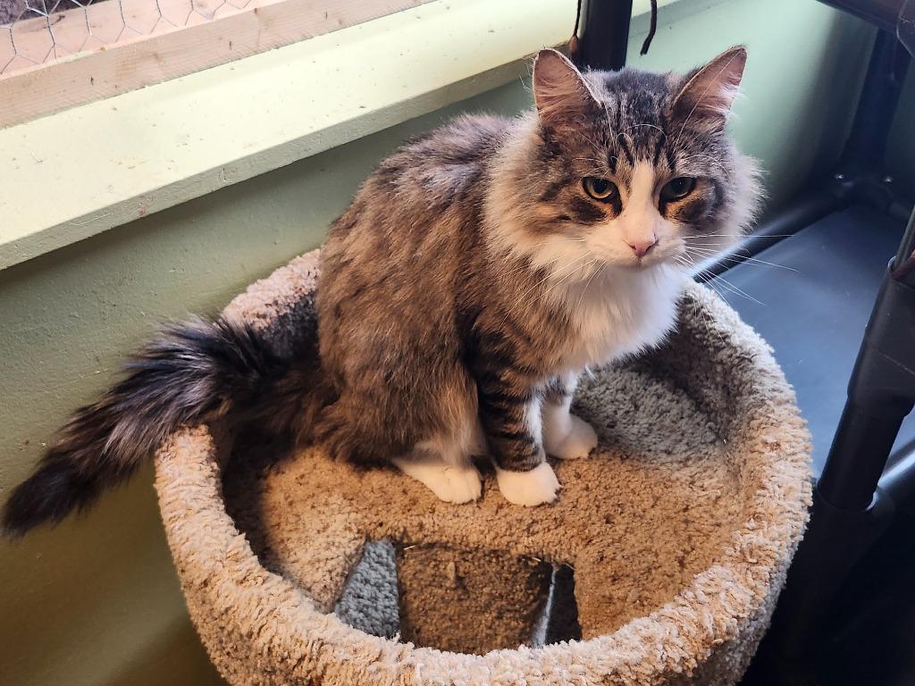 Saja, a Adoptable mixed breed in Rice Lake, WI image 2/2