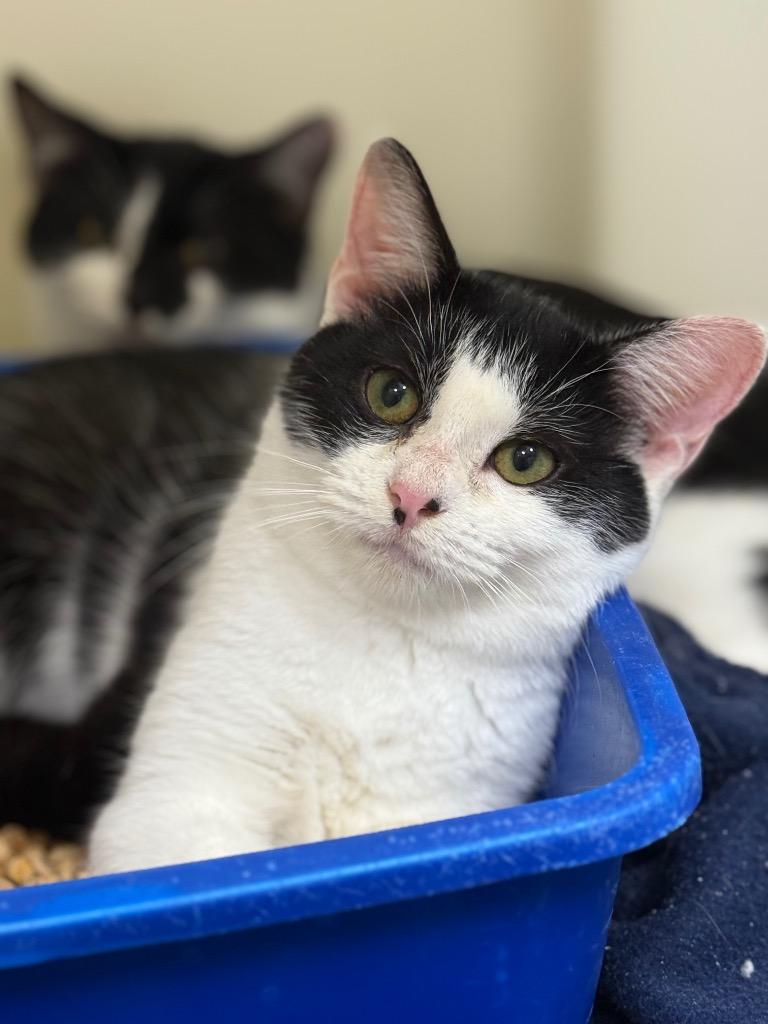 Tabitha, Adoptable, Young Female Domestic Short Hair.