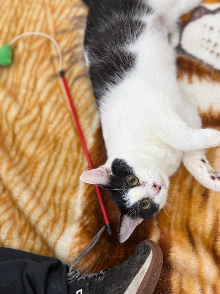 Enlarge Tabitha, a Adoptable mixed breed in Danielsville, GA image 2/4