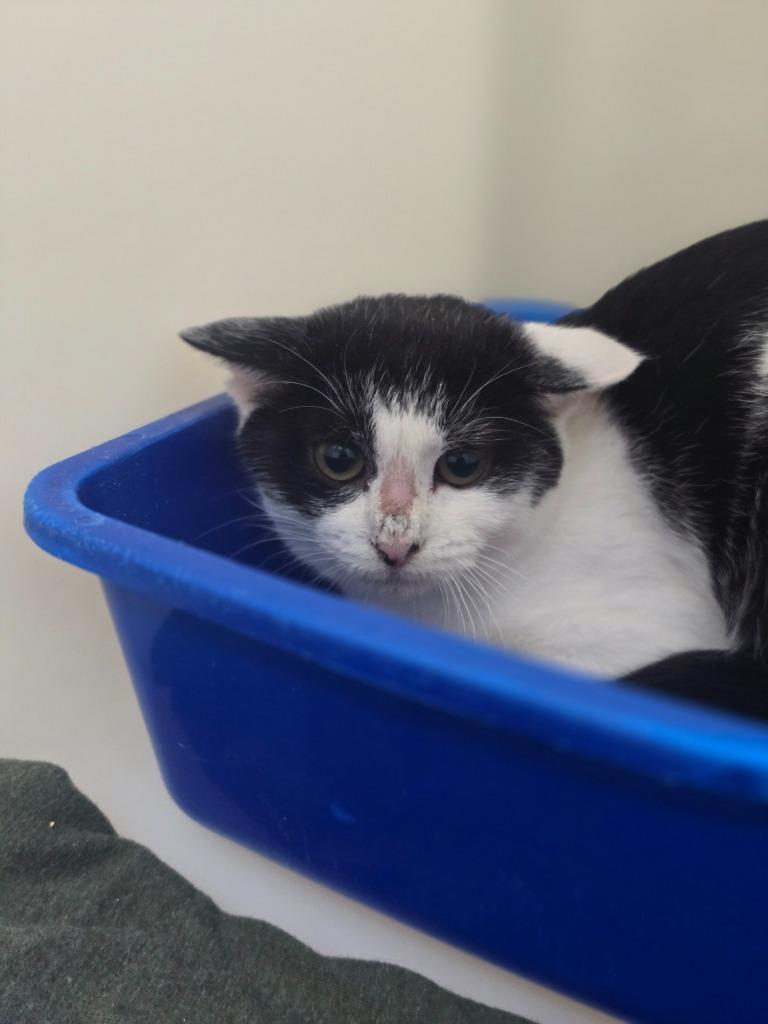 Enlarge Tabitha, a Adoptable mixed breed in Danielsville, GA image 4/4