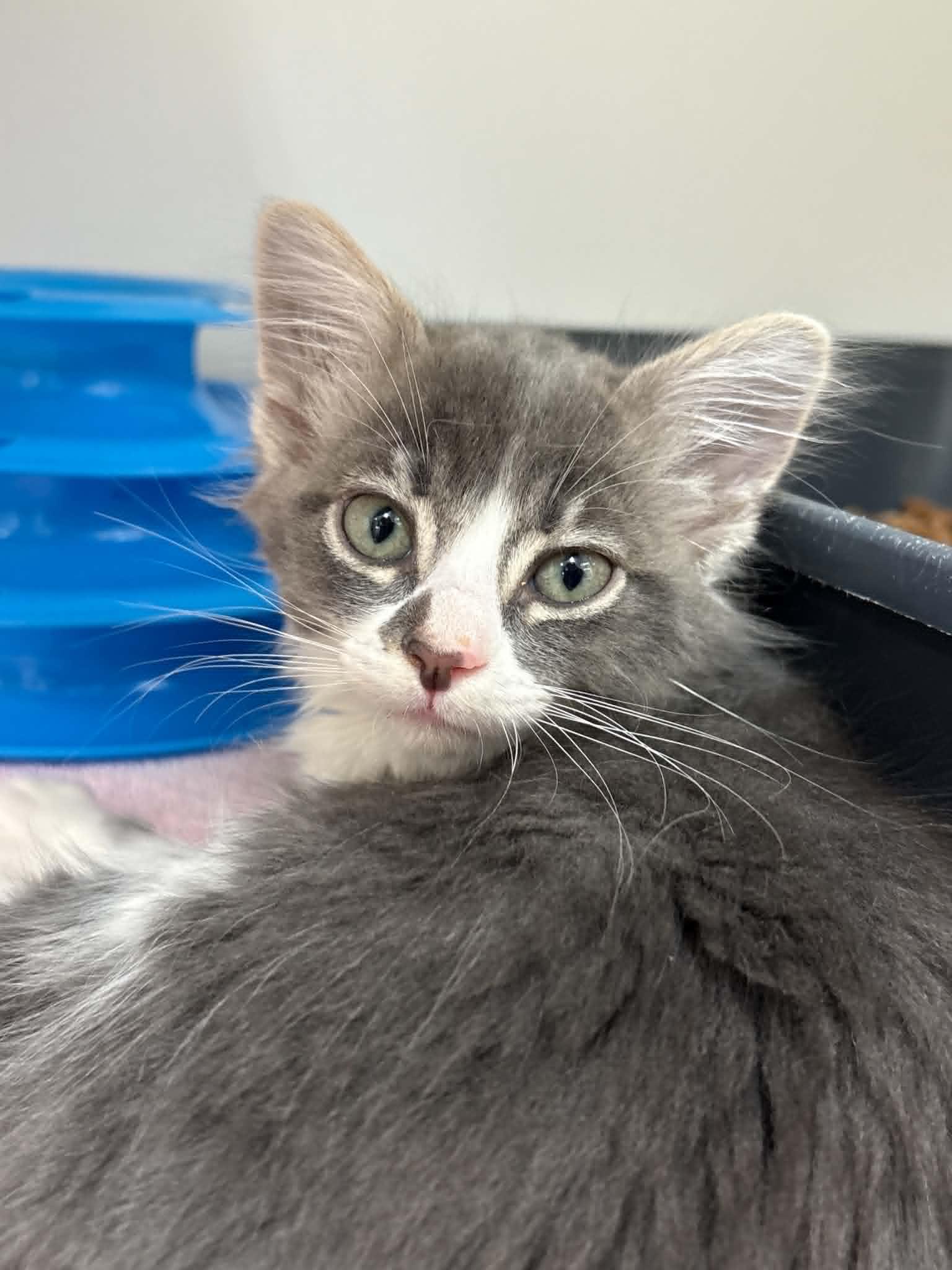 Dilbert, adopted, Kitten Male Domestic Medium Hair.
