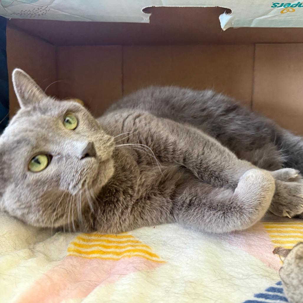 Scarlett, adopted, Adult Female Domestic Short Hair.