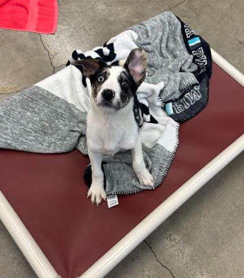 Beth, Adopted, Young Female Australian Cattle Dog / Blue Heeler & Australian Shepherd.