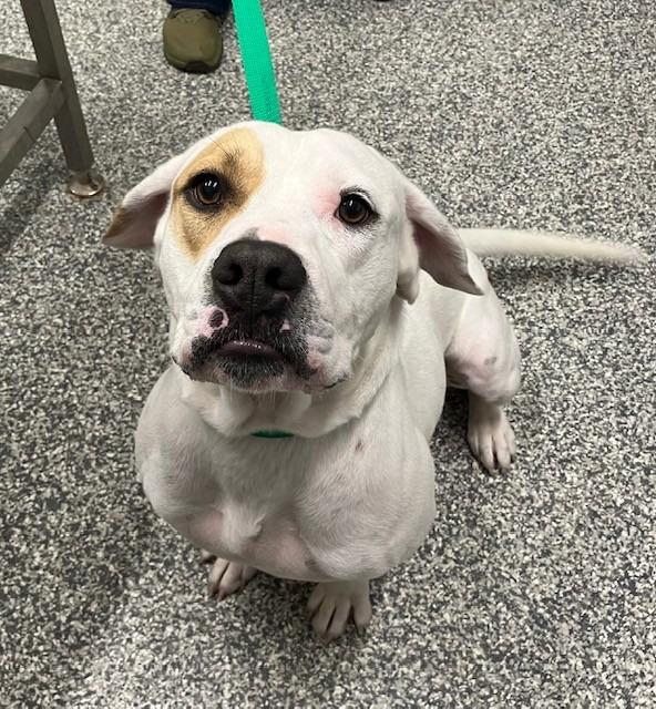 DJ, Adoptable, Young Male Mixed Breed & Pit Bull Terrier.