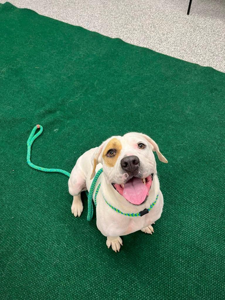 Enlarge DJ, a Adoptable mixed breed in Mustang, OK image 2/2