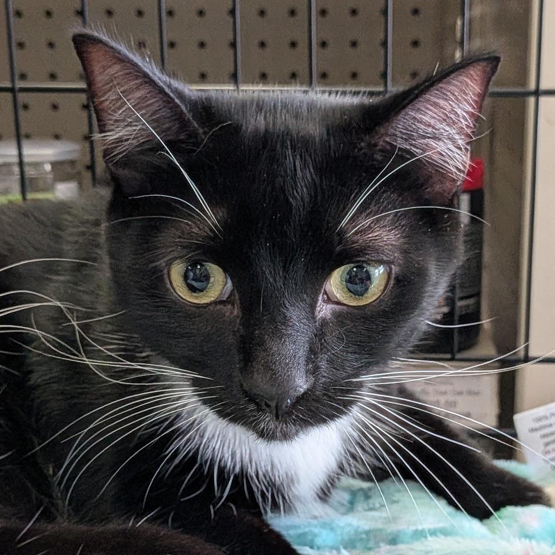 Sejanus, ADOPTABLE, Young Male Domestic Short Hair.