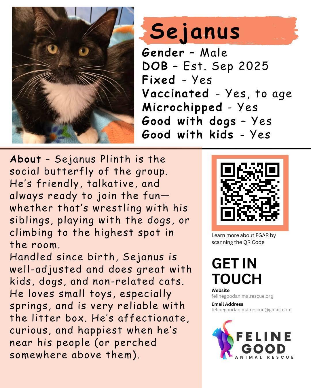 Enlarge Sejanus, a ADOPTABLE Domestic Short Hair in Eugene, OR image 3/3