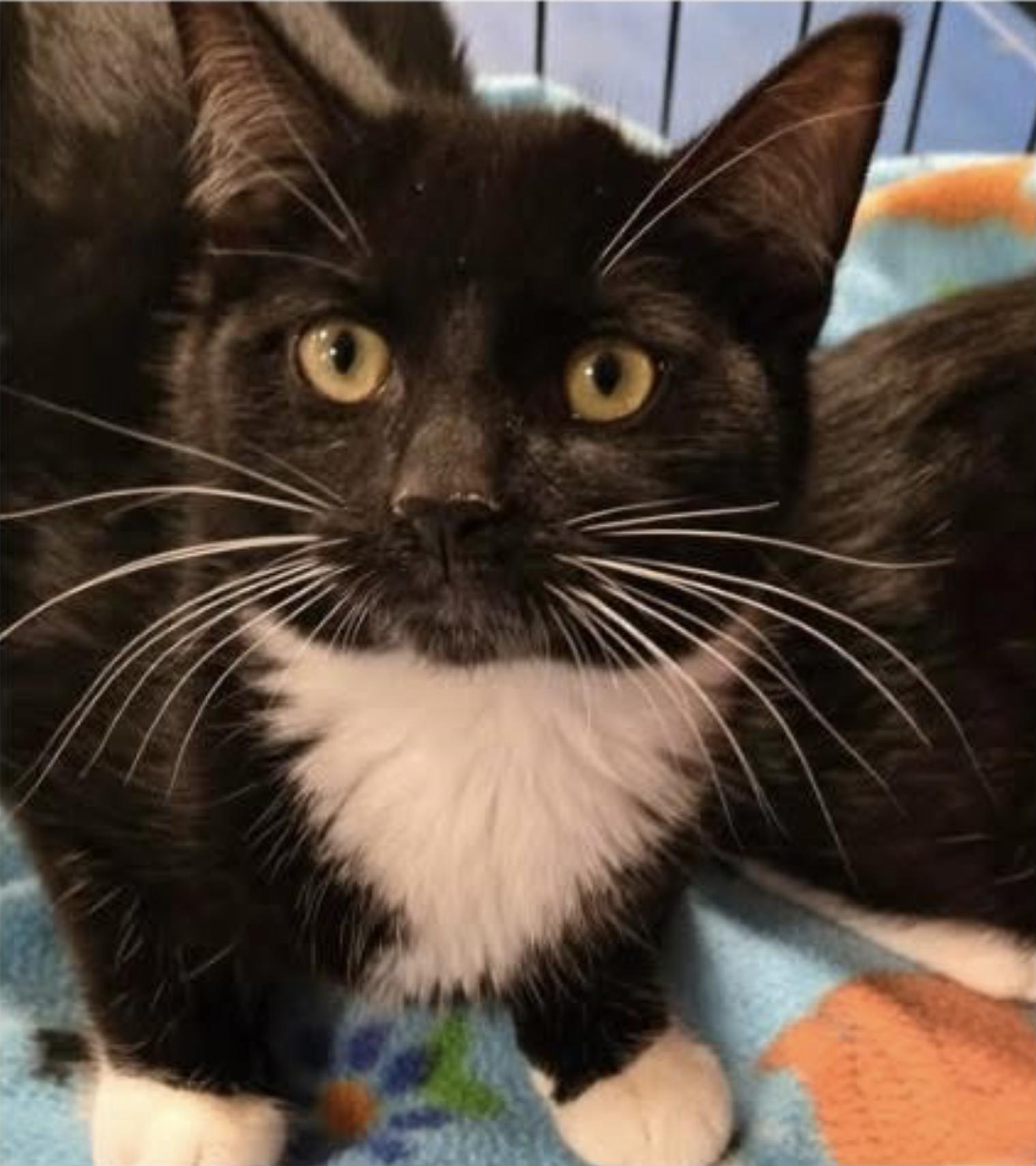 Enlarge Sejanus, a ADOPTABLE Domestic Short Hair in Eugene, OR image 2/3