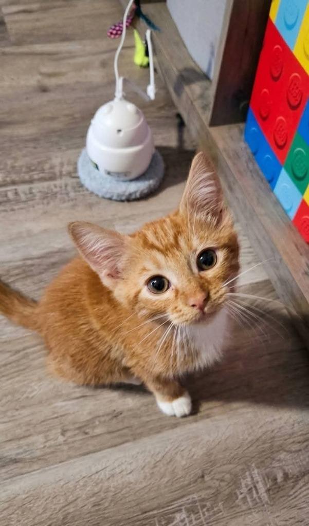 Sammy, Adoptable, Kitten Male Domestic Short Hair.